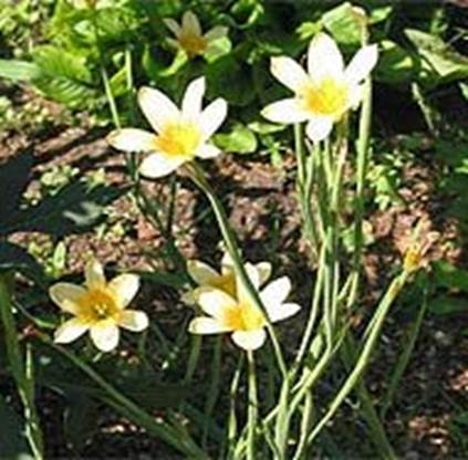 http://lk-flora.ru/img/cveti/221_475_.jpg