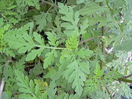 Ambrosia artemisiifolia L.