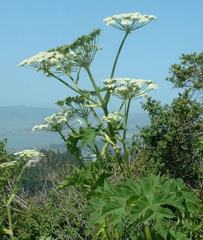 https://upload.wikimedia.org/wikipedia/commons/1/1b/Cow_Parsnip.jpg