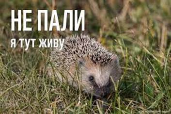 Жертви вогню. Чому не можна спалювати суху траву - Дивись.info