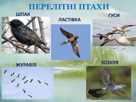 Результат пошуку зображень за запитом фото перелітних птахів