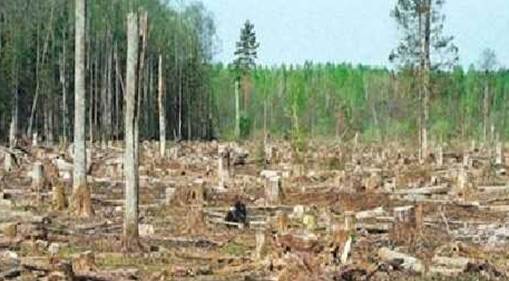 Результат пошуку зображень за запитом фото вирубки лісів на житомирщині