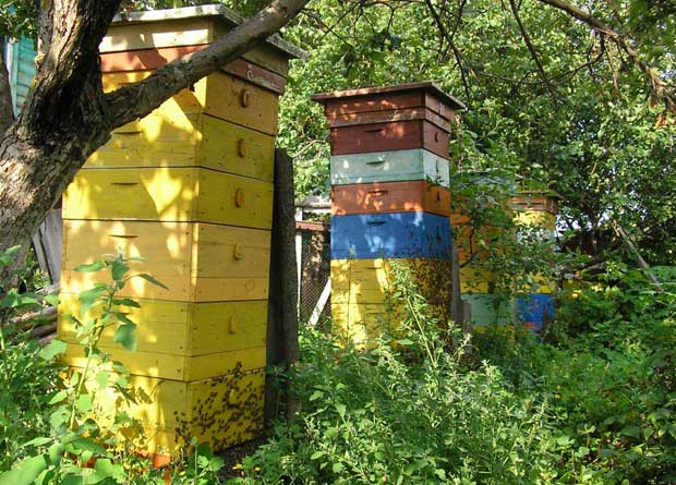 http://agronationale.ru/upload/stories/statyi/003/11-092398.jpg